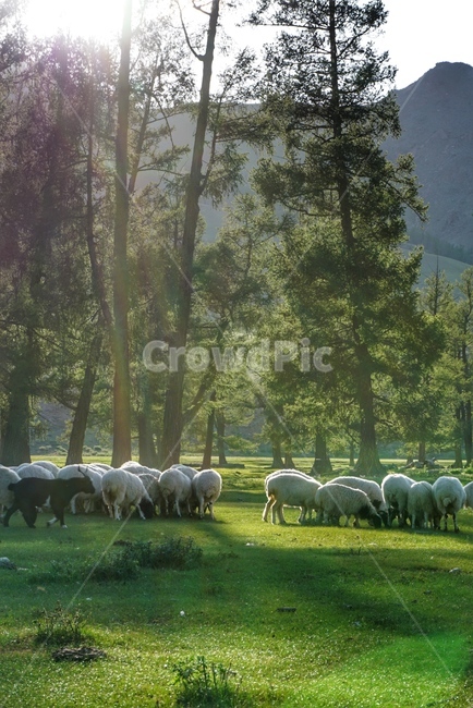 nature,자연,mongolia,몽골,풍경,하늘,sheep,양,동물,목초지,햇빛,동물,animal,포유류,mammal