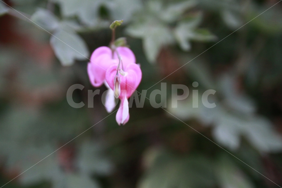 꽃,꽃말은,질서,외롭지않다,동행,사랑,평화,식물,자연,plants,nature,꽃,flower