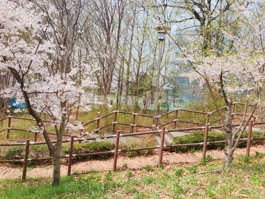 나무,tree,벚꽃,cherryblossoms,봄
