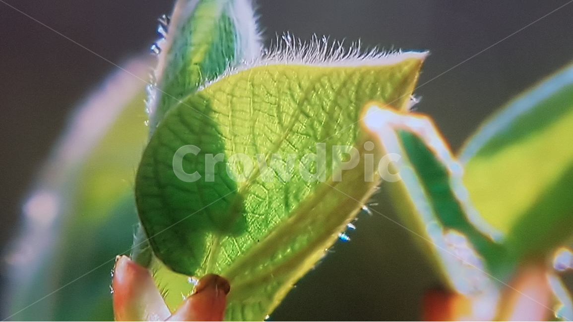 꽃,잎,초록,새싹,배경,식물,자연,plants,nature