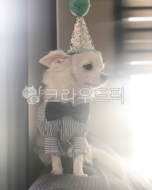 강아지,치와와,반려동물,반려견,개,하얀강아지,화이트치와와,애견,귀여운강아지,예쁜강아지,귀여운,생일,꼬깔,보타이,리본,동물,animal,포유류,mammal,개,강아지,dog,doggy
