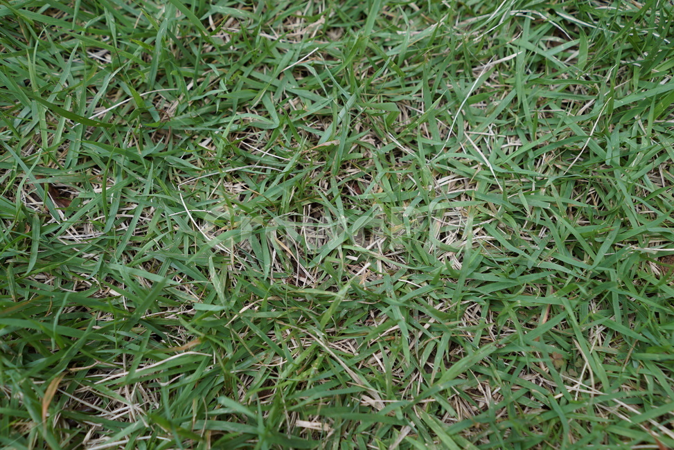 grass,잔디,plant,식물,푸르름,정원,골프장