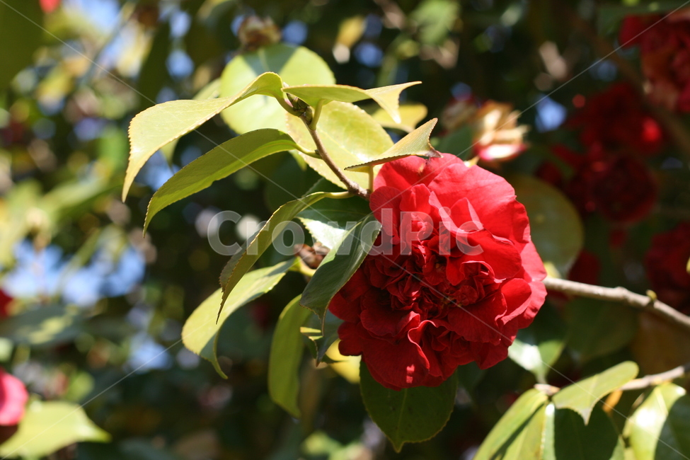 하늘,꽃,감성,봄,spring,sky,flower,식물,자연,plants,nature,꽃,flower