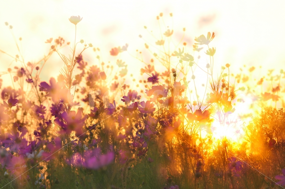 가을,코스모스,분위기,감성,꽃,가능,autumn,feel,sns,flowers,계절,시즌,색감,색상,그라데이션,필,느낌,몽환적,꿈속,시안,디자인,디자이너,사보,카다로그,브로셔,뉴스레터,모바일,홈페이지,콘텐츠,마케팅,배너,팝업,잡지,광고,출판,편집,책자,서적,오브젝트,컨셉,콘셉,컨셉트,콘셉트,상징,9월,10월,아름다움,태양,햇빛,석양,노을,역광,칼라풀,노랑,골드,보라색,브라운,갈색,세피아,감각,스타일,패턴,배경,백그라운드,바탕,아웃포커스,gold,노랑색,옐로우,시적인,가을,계절,fall,autumn,season,식물,자연,plants,nature,꽃,flower,감성,sensible,feeling,flare,플레어,light,빛,sunlight
