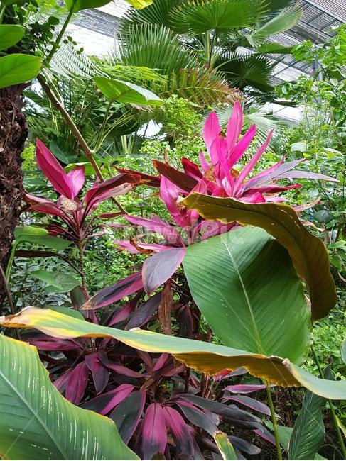 열대야식물,분홍색잎사귀,열대식물,실내정원,식물,plant,식물,자연,plants,nature