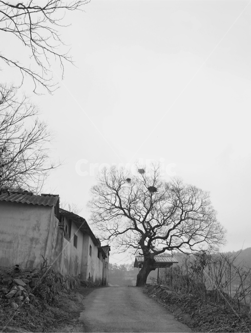 country,hometown,blackandwhite,mountainroad,tree,winter,mountainpoth,mountain path,country road,Grayscale,monotone