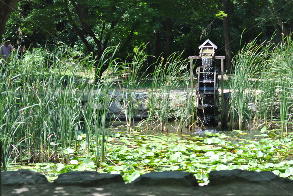 물레방아,연잎,연못,물풀,고요함,휴식,힐링,rest,relaxation,healing