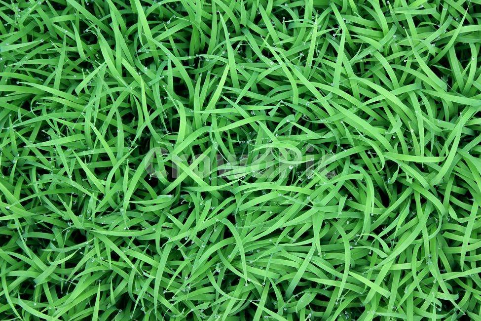 풀,벼,물방울,빗방울,잔디,모내기,탑앵글,wet,젖은,clean,closeup,drop,farm,field,fresh,grass,green,식물,greenrice,grow,lawn,meadow,nature,nobody,outdoor,pattern,plant,rain,rice,spring,texture,topangle,water,waterdrop,녹색,초록색,그린,봄,탑뷰,물,모,싹,새싹,풀밭,이슬,젖어있는,잔디밭,클로즈업,비오는날,자연,농사,논농사,탑,잎,잎사귀,나뭇잎,풀잎,식물,자연,plants,nature,비,비오는날,rain,rainy