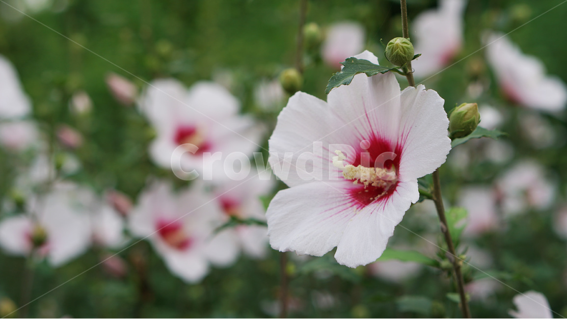 꽃,무궁화,대한민국,식물,자연,식물,자연,plants,nature,꽃,flower