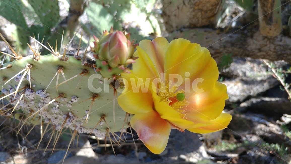 자연,식물,선인장,봄,선인장꽃,가뭄뚫고,cactus,cactusflower,drought,spring,southernCalifornia,nature,beautyofnature,식물,자연,plants,nature,꽃,flower