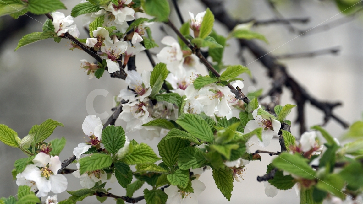 꽃,벗꽃,봄,나무,나뭇가지,벗꽃나무,플라워,봄꽃,이파리,자연,flower,sakura,nature,tree,spring,식물,동네,마을,환경,꽃잎,벚꽃,식물,자연,plants,nature,봄,계절,spring,season,꽃,flower,plant,blossom