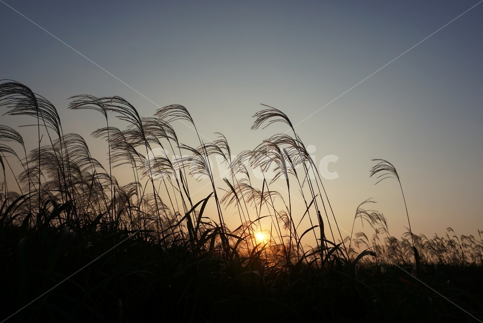 grass,plant,식물,lawn,잔디,reed,갈대,저녁노을,가을,계절,fall,autumn,season,식물,자연,plants,nature