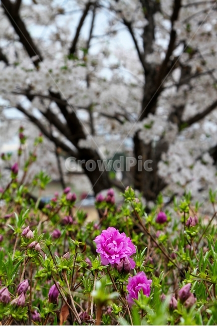 봄,공원,벚꽃,철쭉,사쿠라,일본꽃,하얀꽃,봄,계절,spring,season,식물,자연,plants,nature,꽃,flower,geranium,제라늄,plant,blossom