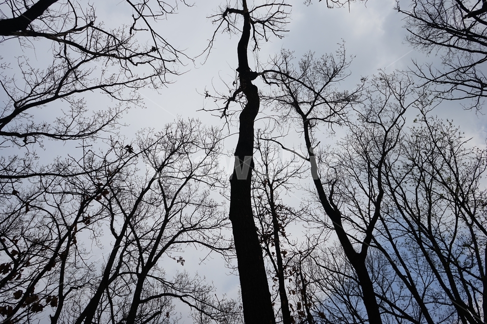 나무,나뭇잎,우울,외로움,하늘,구름,자연,tree,leaves,alone,lonely,sky,nature,실루엣,silhouette,loneliness,lonesomeness,자연,풍경,nature,landscape,나무,trees,wood,plant,식물,tree trunk,나무 줄기
