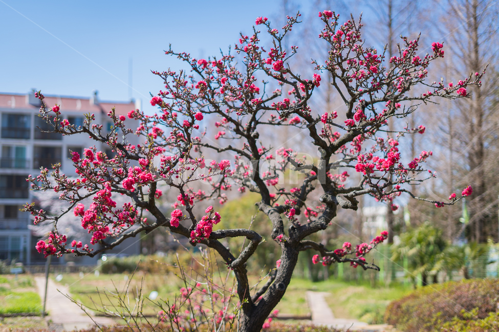 매화,홍매화,봄,꽃,자연,햇살,나무,하늘,봄,계절,spring,season,식물,자연,plants,nature,꽃,flower,나무,trees,wood,plant