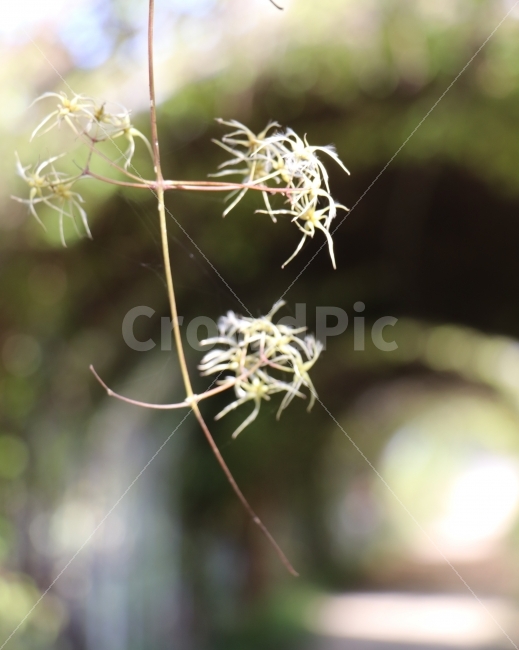 가을,꽃,자연,풍경,동굴,식물,자연,plants,nature,꽃,flower,감성,sensible,feeling