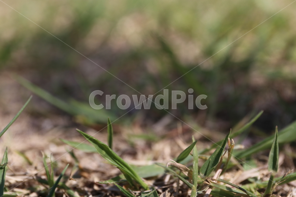잔디,휴식,자연,풍경,녹색,봄,식물,자연,plants,nature