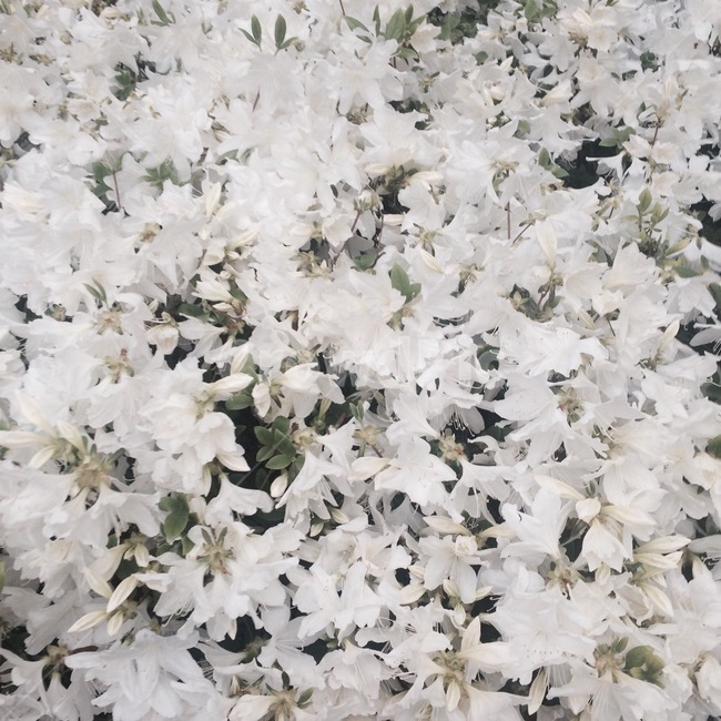 꽃,식물,자연,flower,nature