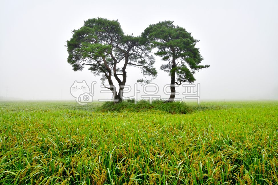 tree, 나무, plant, 식물, field, 사진,이미지,일러스트,캘리그라피 - Nepoto1작가