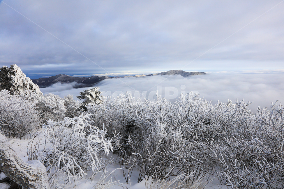 pine tree,snow scene,shrubs,snow flower,winter,ice,scenery,ancient times,national park,mountain,season,nature,tree,yew,morning,outdoors,snow,Taebaeksan Mountain,dawn