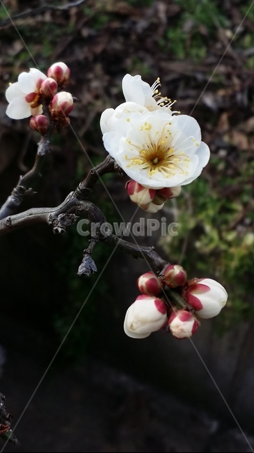 식물,봄꽃,봄소식,매화,운용매,식물,자연,plants,nature,꽃,flower