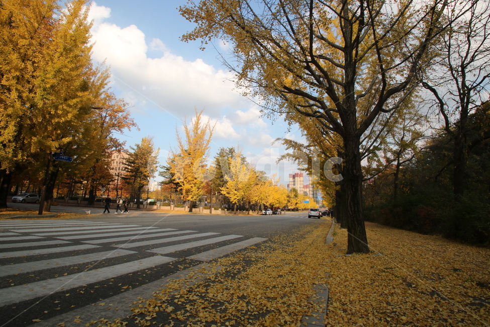 road,도로,가을,은행나무,maple,가을,계절,fall,autumn,season,asphalt,아스팔트