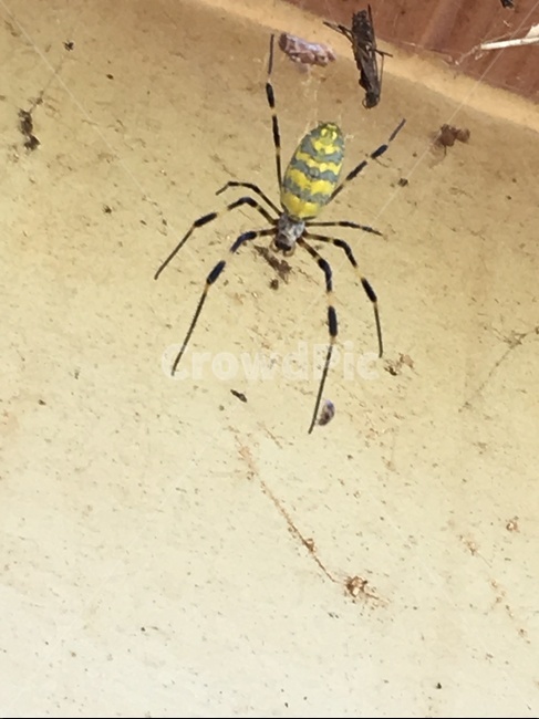 거미,거미줄,처마,벽,벌래,나방,곤충,벌레,insect,bug