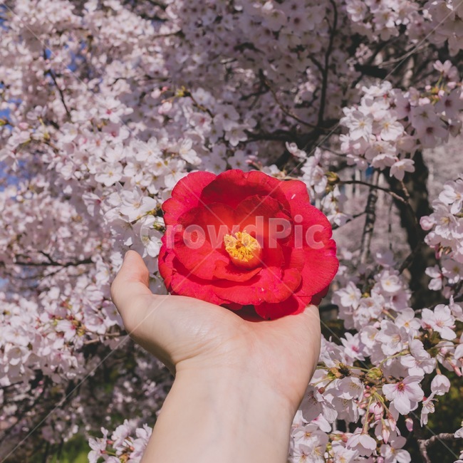 동백꽃,동백,봄,벚꽃,봄꽃,꽃,봄,계절,spring,season,꽃,flower,plant,식물,blossom,rose,장미