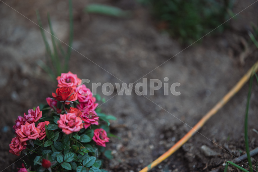 꽃,식물,flowers,botanical,plant,식물,자연,plants,nature,꽃,flower
