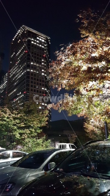 가을,분위기,산책,단풍,낙엽,야경,밤,풍경,nightscape,night,landscape,vehicle,차량,automobile,자동차,car,차,transportation,교통