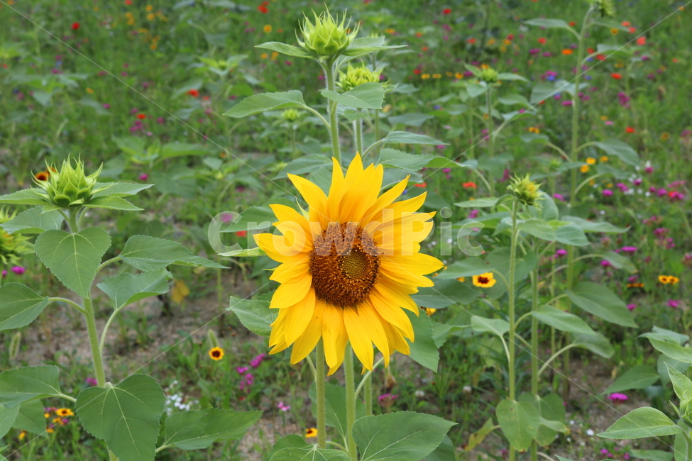 꽃,해바라기,해바라기꽃,식물,속씨식물,여름,식물,자연,plants,nature,꽃,flower