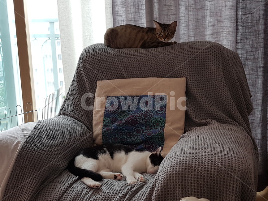 벵갈,코숏,고양이,갈색,검정색,흰색,잠자기,동물,animal,포유류,mammal,고양이,cat,kitten,kitty