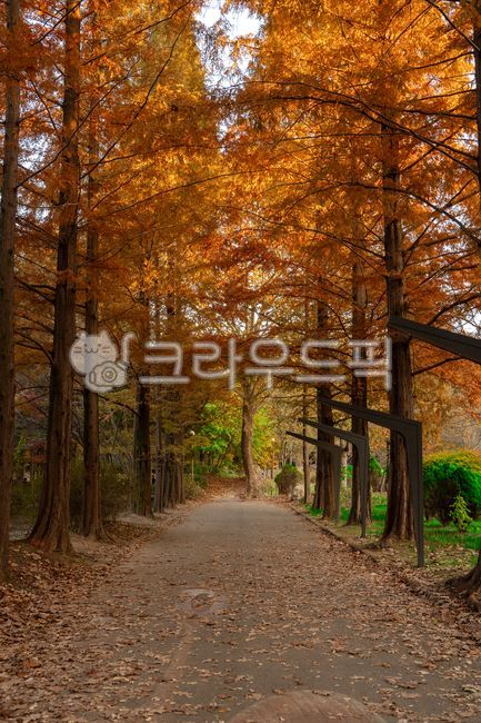 인천대공원,산책로,가을,단풍,가을단풍,낙엽,단풍터널,관광지,관광명소,그림자,실외,경치,숲,나무,autumn,forest,outdoor,wood,leaves