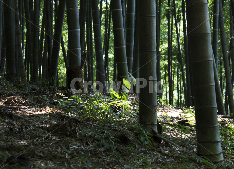 대나무,나무,자연,숲,힐링,치유,나무,trees,wood