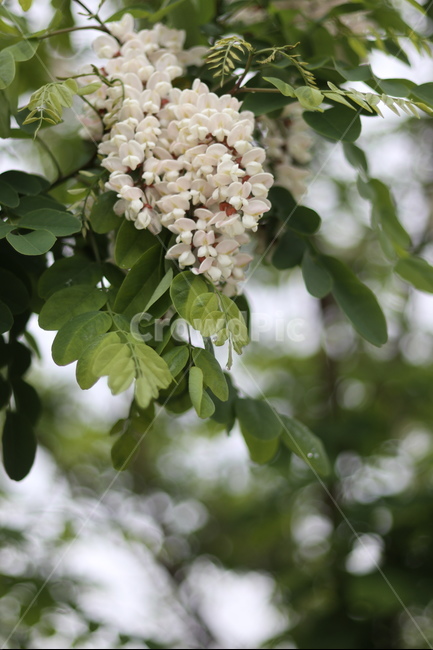 아카시아꽃,흰색,봄,흐림,향기,식물,자연,plants,nature,꽃,flower