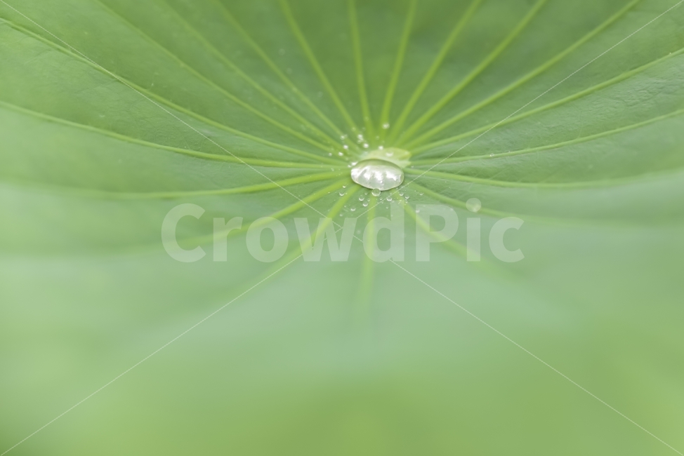 연잎,물방울,연꽃잎,연,연못,빗물,녹색,자연,background,green,water,bubble,plant,nature,배경,물,잎,빗방울,식물,배경이미지,배경화면,바탕화면,식물,자연,plants,nature