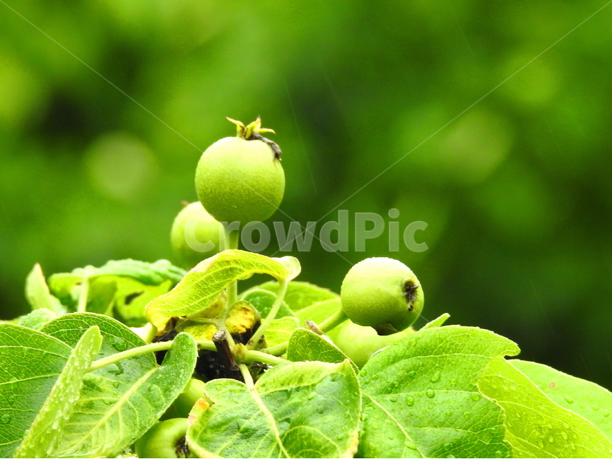 봄,과일,식물,계절,풍경,식물,자연,plants,nature,과일,열매,fruit