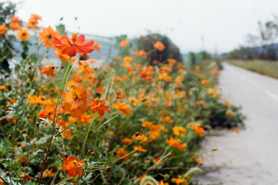 금계국,꽃,자전거길,금계국꽃,필름사진,식물,자연,plants,nature,꽃,flower