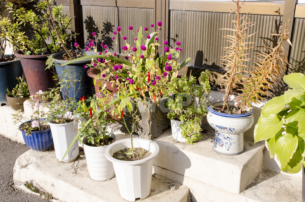 화분,화분들,옹기종기,식물,화초,식물,자연,plants,nature,실내용화초,화분,화초,house plant