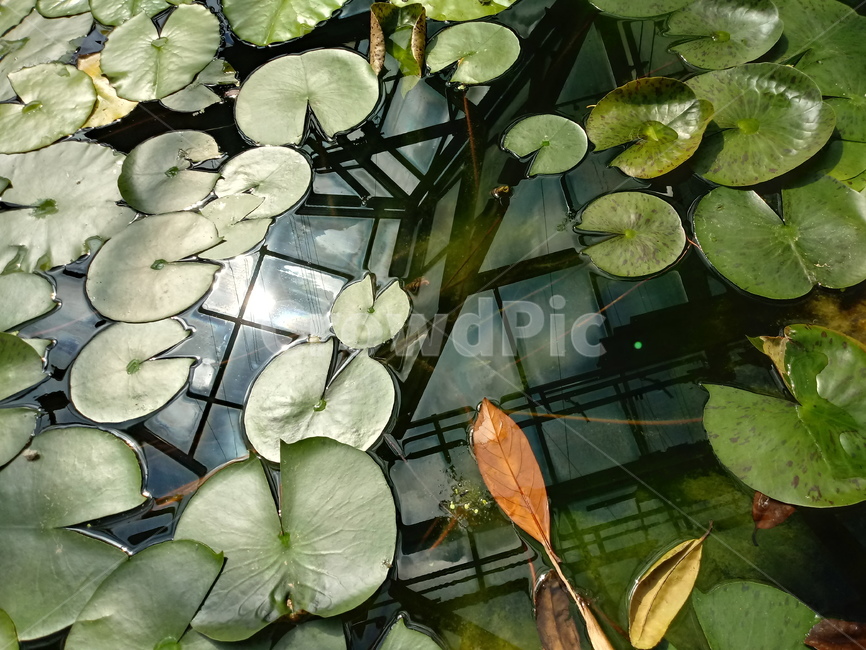 수련,수생식물,waterlily,식물,관상용,연못