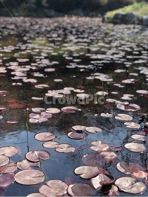 연못,연꽃,수련,수련잎,연잎,수련과,식물,개구리,plant