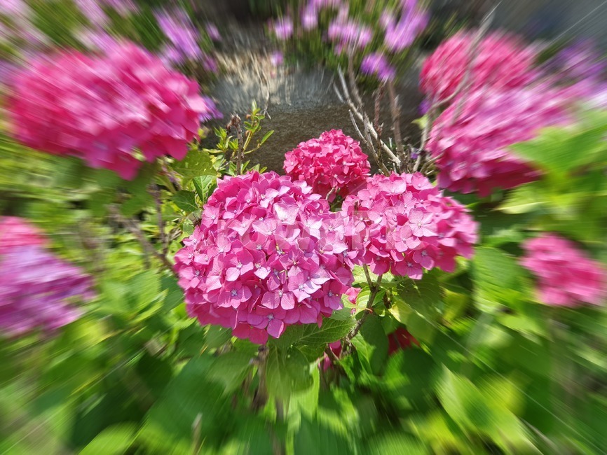 집중,식물,flower,꽃,수국,여름꽃