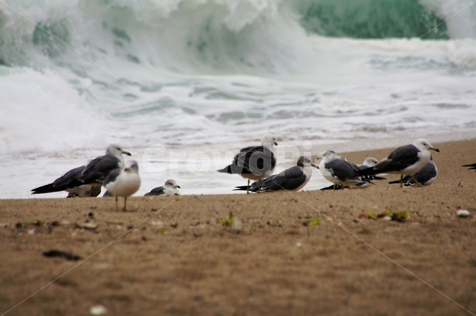 새,갈매기,바다,모래사장,자연,nature,animal,파도,강원도,해변,바다,beach,sea,동물,animal,조류,새,birds