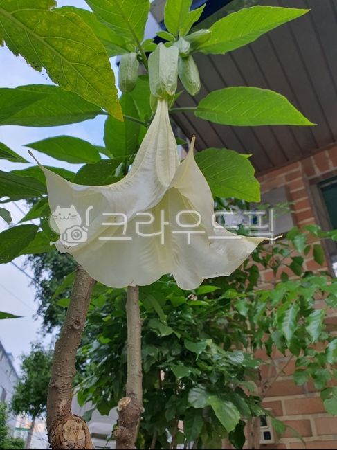 angels trumpet,trumpet,tree,angel trumpet sound,flower