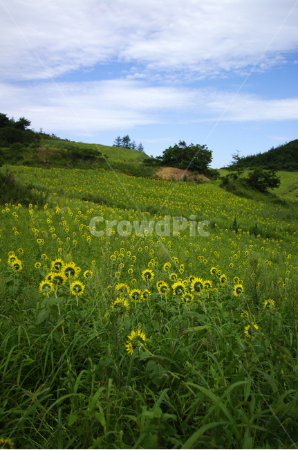 풍경,하늘,구름,꽃밭,해바라기,꽃,flower,식물,plant,자연,풍경,nature,landscape,field,들,grassland,목초지,outdoors,옥외