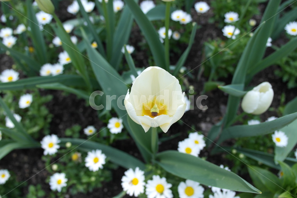 plant,식물,blossom,flower,꽃,튤립,정원,박람회,식물원