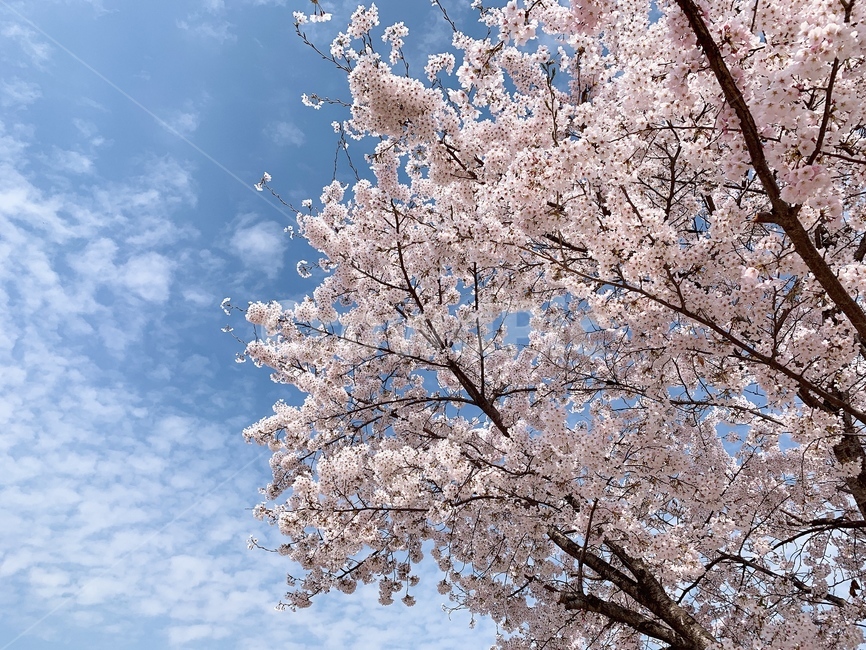 벚꽃,봄,벚나무,봄꽃,분홍색,나무,하늘,구름,spring,flower,blossom,sky