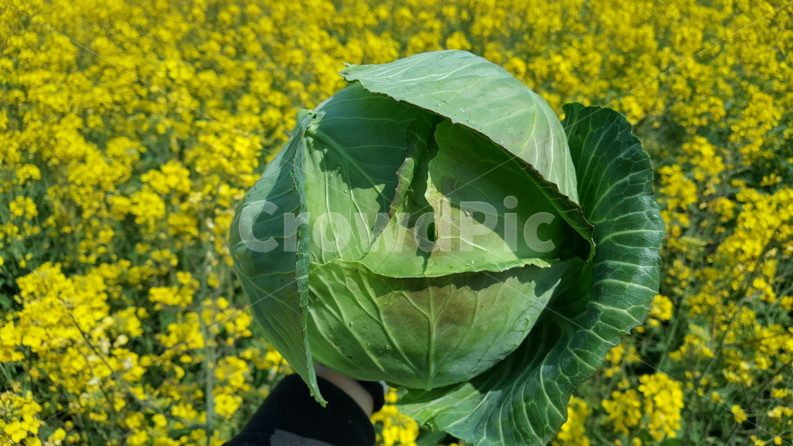 cabbage,양배추,food,음식,vegetable,야채,plant,식물