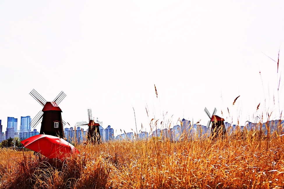 풍차,갈대식물,생태공원,풍경,자연,배경,가을,계절,fall,autumn,season,자연,풍경,nature,landscape,plant,식물