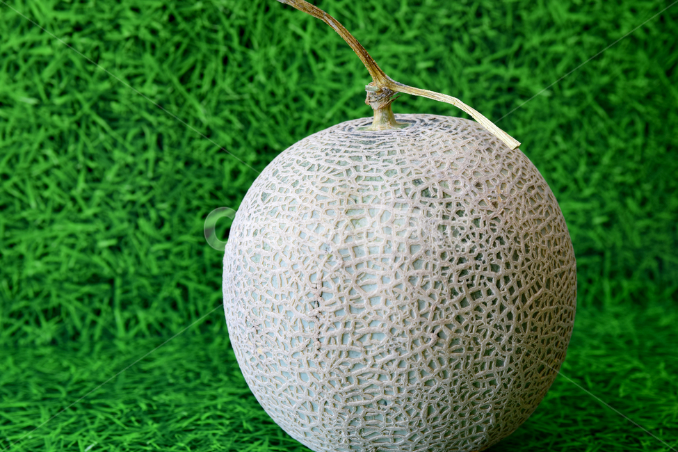 멜론,메론,과일,열대과일,식재료,박과,열매,melon,fruit,food,음식,식재료,요리,food,cook,meal,dishes,food reserves,과일,열매,fruit